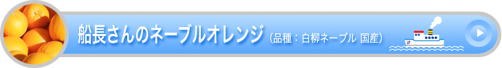 船長さんのネーブルオレンジ